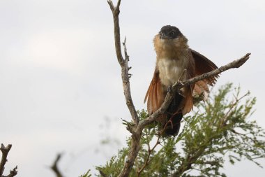 Tiputip / Burchell's Coucal / Centropus superciliosus