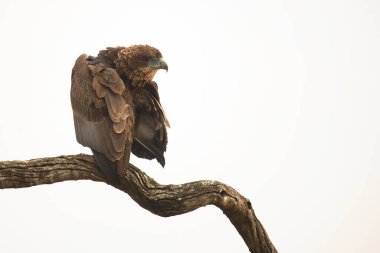 Wahlbergsadler / Wahlberg's  Eagle / Aquila wahlbergi