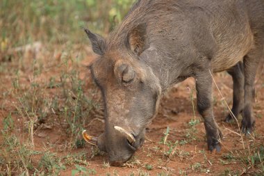 Warzenschwein / Warthog / Phacochoerus africanus