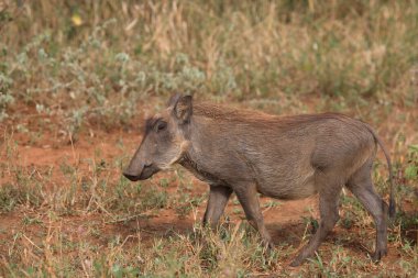 Warzenschwein / Warthog / Phacochoerus africanus