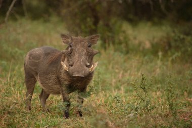 Warzenschwein / Warthog / Phacochoerus africanus