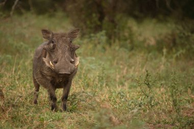 Warzenschwein / Warthog / Phacochoerus africanus
