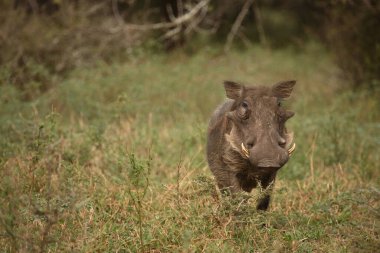 Warzenschwein / Warthog / Phacochoerus africanus