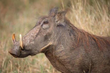 Warzenschwein / Warthog / Phacochoerus africanus