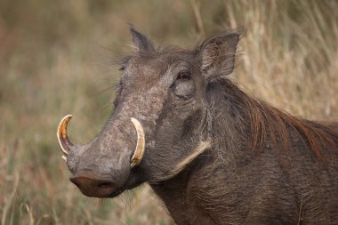 Warzenschwein / Warthog / Phacochoerus africanus