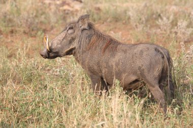 Warzenschwein / Warthog / Phacochoerus africanus
