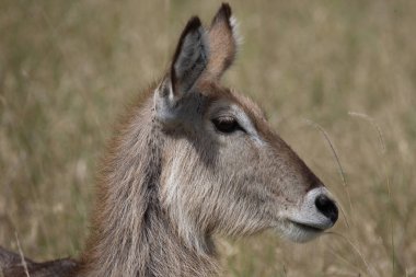 Wasserbock / Waterbuck / Kobus ellipsiprymnus