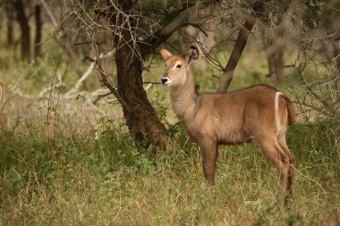 Wasserbock / Waterbuck / Kobus ellipsiprymnus
