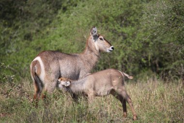 Wasserbock / Waterbuck / Kobus ellipsiprymnus