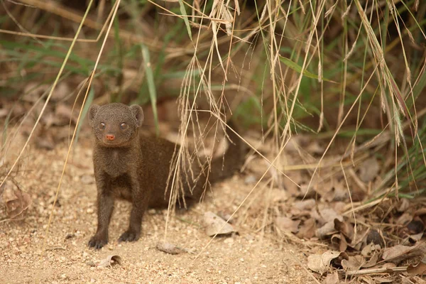 Suedliche Zwergmanguste Dwarf Mongoose Helogale Parvula — Stock fotografie