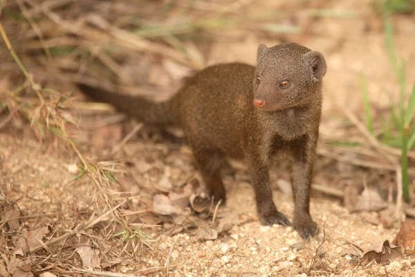 Suedliche Zwergmanguste Dwarf Mongoose Helogale Parvula — Stock fotografie