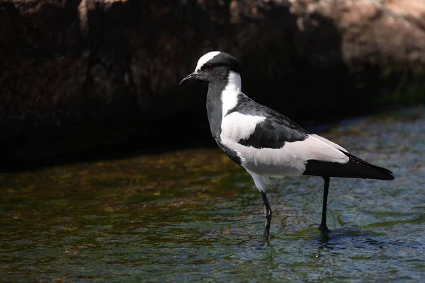 Waffenkiebitz Blacksmith Plover Vanellus Armatus — Stockfoto