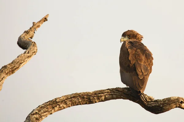 Wahlbergsadler Wahlberg Eagle Aquila Wahlbergi — Stockfoto