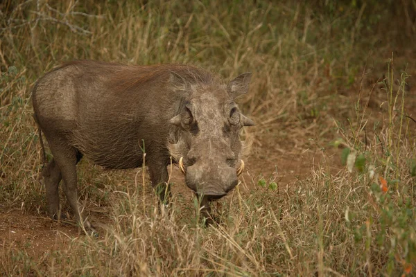 Warzenschwein Warthog Phacochoerus Africanus — Fotografia de Stock