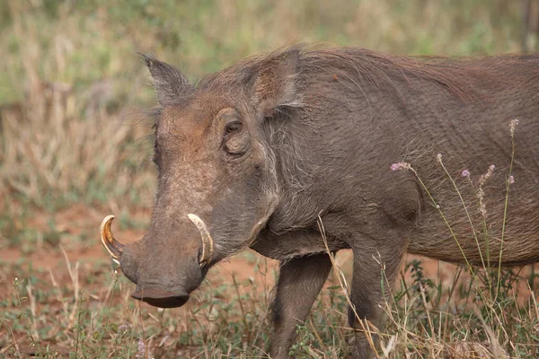 Warzenschwein Warthog Phacochoerus Africanus —  Fotos de Stock