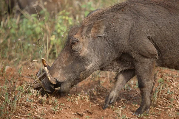 Warzenschwein Warthog Phacochoerus Africanus — стокове фото