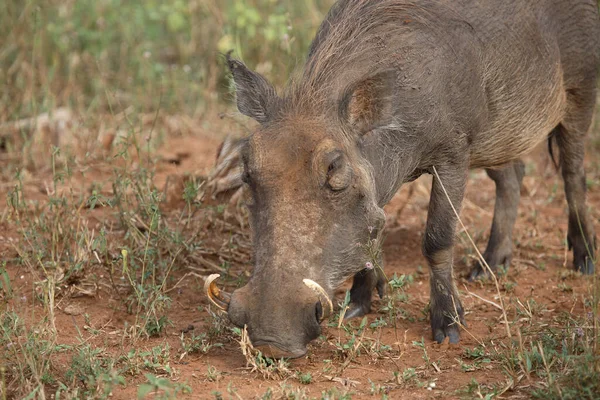 Warzenschwein Warthog Phacochoerus Africanus — Stock Fotó