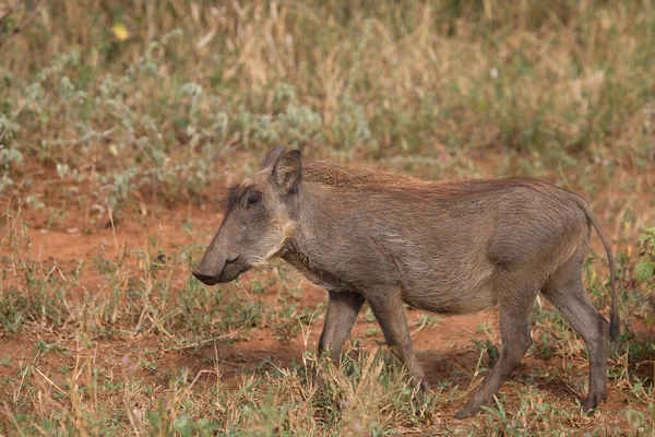 Warzenschwein Warthog Phacochoerus Africanus — Foto de Stock