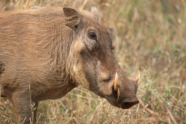 Warzenschwein Warthog Phacochoerus Africanus — Zdjęcie stockowe