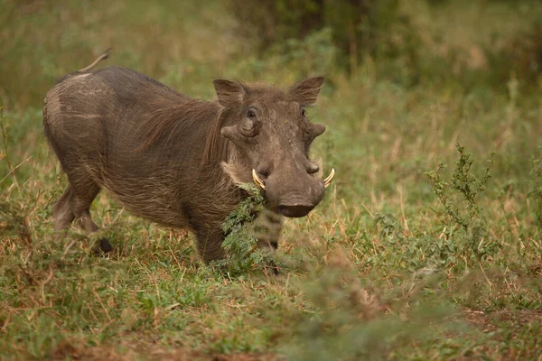 Warzenschwein Warthog Phacochoerus Africanus — Fotografia de Stock