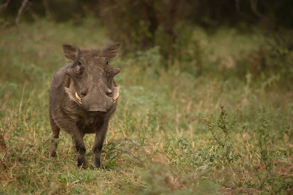 Warzenschwein Warthog Phacochoerus Africanus — Zdjęcie stockowe