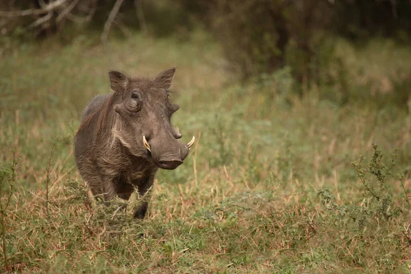 Warzenschwein Warthog Phacochoerus Africanus — 图库照片