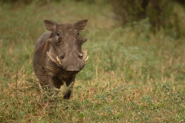 Warzenschwein Warthog Phacochoerus Africanus — Zdjęcie stockowe