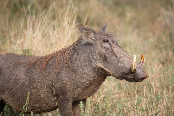 Warzenschwein Warthog Phacochoerus Africanus — 스톡 사진