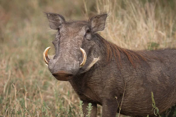 Warzenschwein Warthog Phacochoerus Africanus — Stok fotoğraf