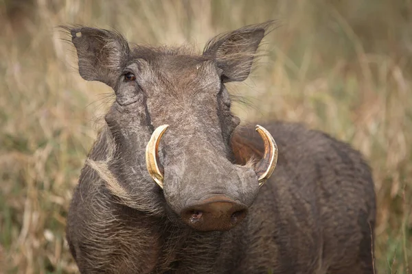 Warzenschwein Warthog Phacochoerus Africanus — Stok fotoğraf