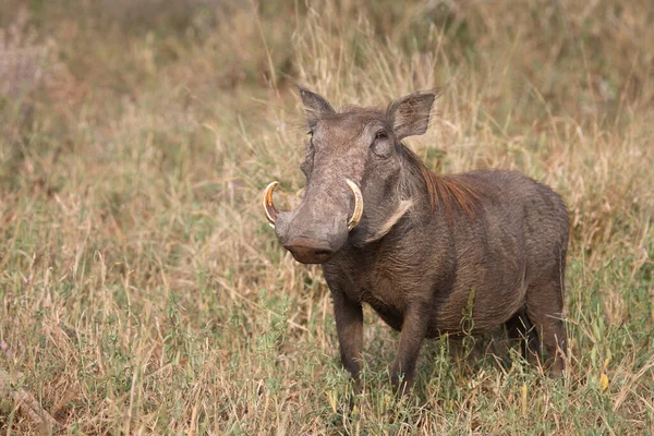 Warzenschwein Warthog Phacochoerus Africanus — Stok fotoğraf