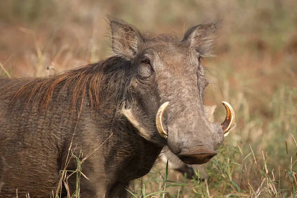 Warzenschwein Warthog Phacochoerus Africanus — Zdjęcie stockowe