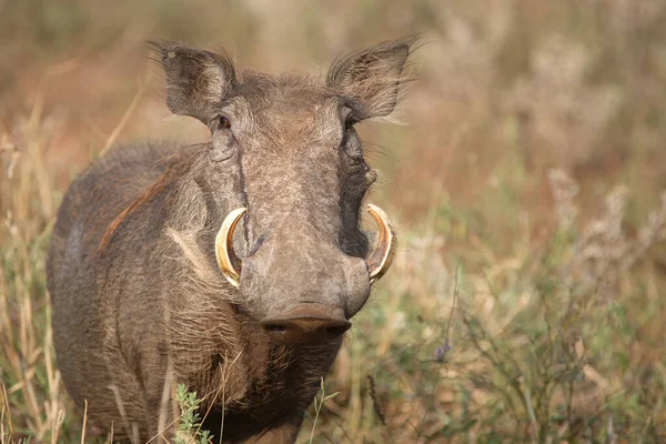 Warzenschwein Warthog Phacochoerus Africanus — Zdjęcie stockowe