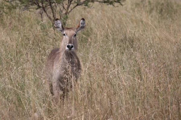 Wasserbock Waterbuck Kobus Ellipsiprymnus — Stockfoto