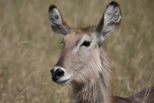 Wasserbock Waterbuck Kobus Ellipsiprymnus — Stockfoto