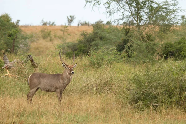 Wasserbock Waterbuck Kobus Ellipsiprymnus — 스톡 사진