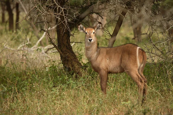 Wasserbock Waterbuck Kobus Ellipsiprymnus — Stockfoto