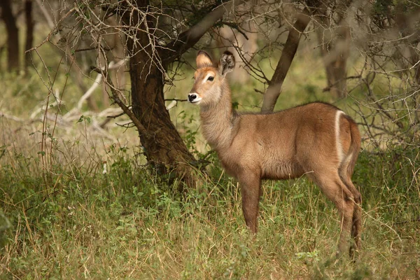 Wasserbock Waterbuck Kobus Ellipsiprymnus — Stock fotografie