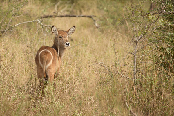 Мбаппе / Аквабак / Мбаппе / Псипрас