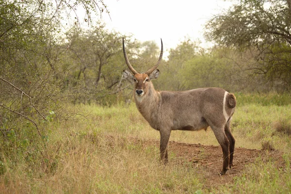 Wasserbock Waterbuck Kobus Ellipsiprymnus — Foto Stock