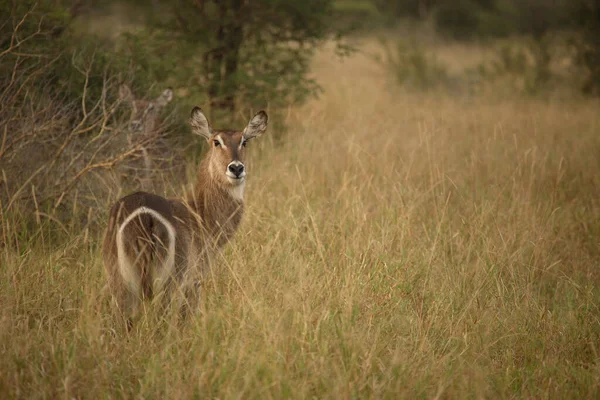 Wasserbock Waterbuck Kobus Ellipsiprymnus — Foto Stock