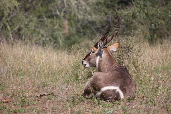 Wasserbock Waterbuck Kobus Ellipsiprymnus — Stock Fotó