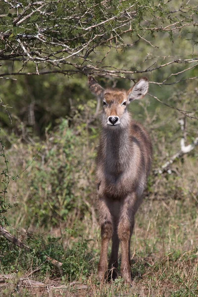 Wasserbock Waterbuck Kobus Ellipsiprymnus — Fotografia de Stock