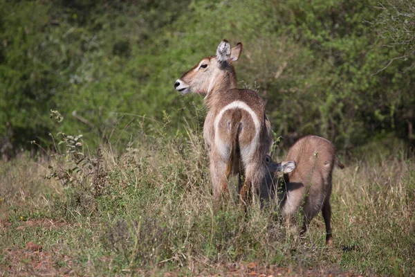 Wasserbock Waterbuck Kobus Ellipsiprymnus — стокове фото