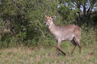 Wasserbock / Waterbuck / Kobus ellipsiprymnus