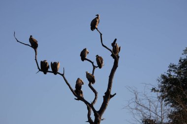 White-backed Vulture / Gyps africanus