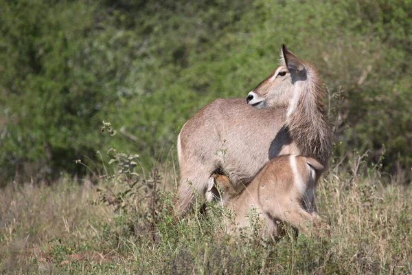 Wasserbock Waterbuck Kobus Ellipsiprymnus — 스톡 사진