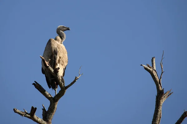 White Backed Vulture Gyps Africanus —  Fotos de Stock