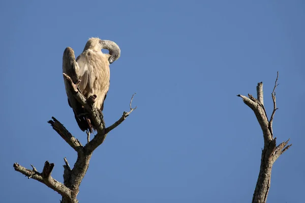 White Backed Vulture Gyps Africanus — Stockfoto