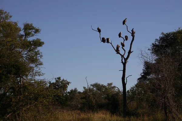 White Backed Vulture Gyps Africanus — Foto de Stock